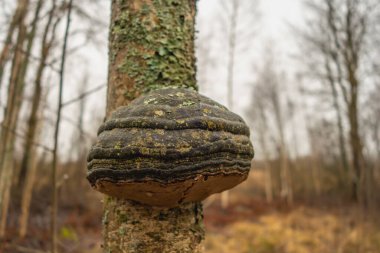 Mantar mantarı, yakın plan bir ağaçta.