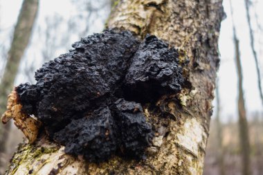 Huş ağacında mantar mantarı. İyileştirici özelliği, hastalıkların tedavisi ve kanseri var.