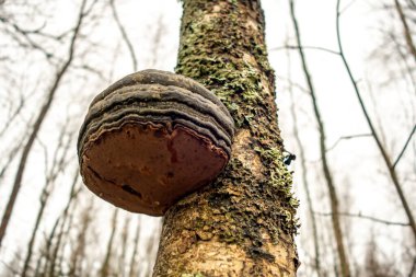 Mantar mantarı, yakın plan bir ağaçta.