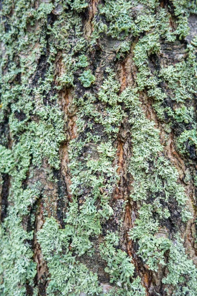 Moss Corteza Árbol Cerca Fondo Para Diseño — Foto de Stock