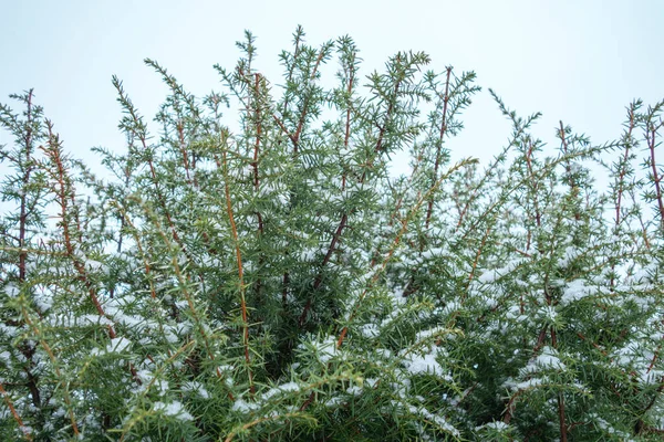 Thuja Primer Plano Invierno Cubierto Nieve Contra Cielo Azul — Foto de Stock