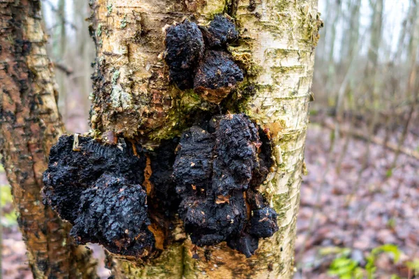 Chaga Houba Břízě Zblízka Léčivé Vlastnosti Léčbu Nemocí Rakoviny — Stock fotografie