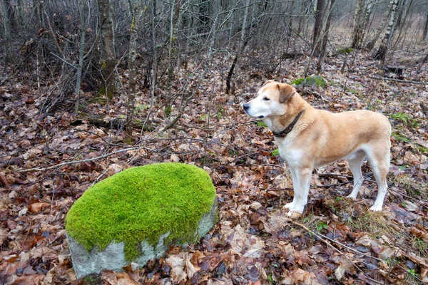 Dog in the forest near a stone covered with green moss