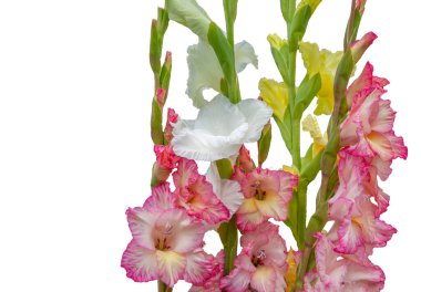 Farklı renklerdeki gladioli beyaz sarı ve kırmızı yakın plan beyaz zemin üzerinde izole edilir. Tebrik kartları ve tasarım için. Yatay çerçeve.