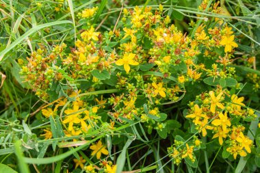 Hypericum tıbbi bitki, sarı küçük çiçekli yeşil gövde.