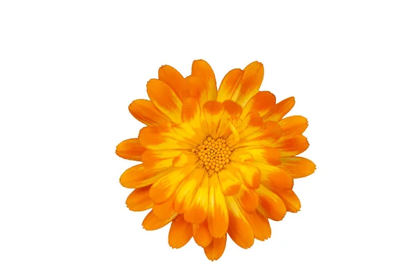 Orange Aster Close White Background — Stock Photo, Image