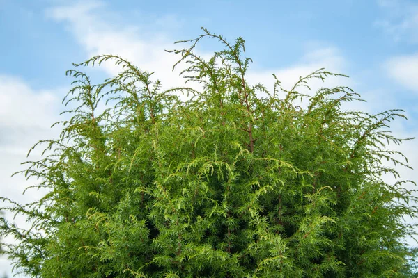 Thuja Zöld Bokor Kék Hátterében Felhőkkel — Stock Fotó