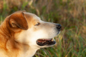 Krásný pes na přírodě v létě na pozadí trávy - detailní portrét psa