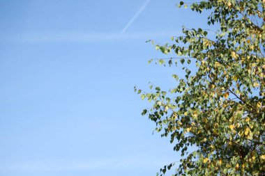 Mavi gökyüzüne karşı altın ve yeşil huş yaprakları