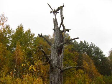 Ormanda kurumuş, kurumuş bir ağaç.