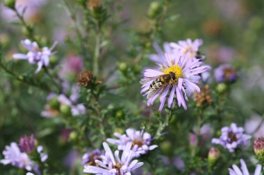 Tasarım ve masaüstü için Astra çiçekleri