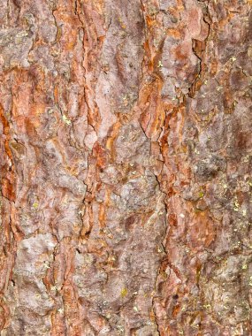 Çam ağacı kabuğu dokusu yakın plan