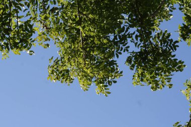 Dizayn ve masaüstü için mavi gökyüzü arka planında kül ağacı tacı