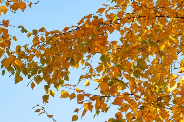 Sonbaharda ağaç dallarında altın yapraklar