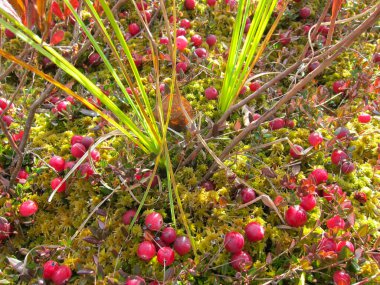  Yaban mersini ormanda yosun bataklığında                             