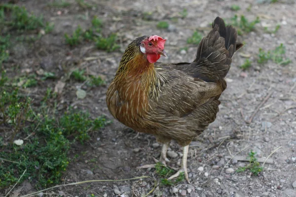 Olasz Fogoly Csirke Sétál Farm Udvarán — Stock Fotó