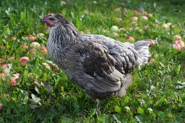 Hühner Spazieren Garten Der Natur — Stockfoto