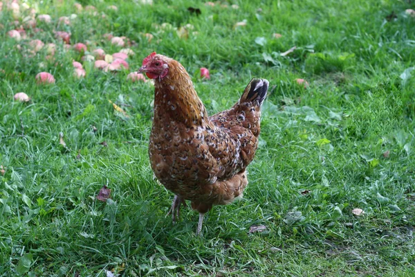 Hühner Spazieren Garten Der Natur — Stockfoto