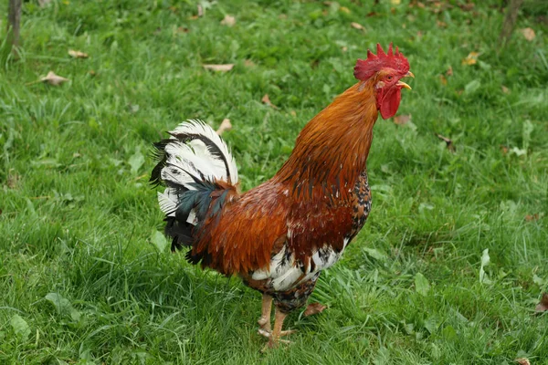 Hermoso Gallo Canta Jardín Sobre Fondo Hierba Verde —  Fotos de Stock