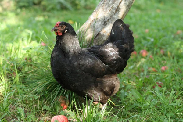 Hühner Spazieren Garten Der Natur — Stockfoto