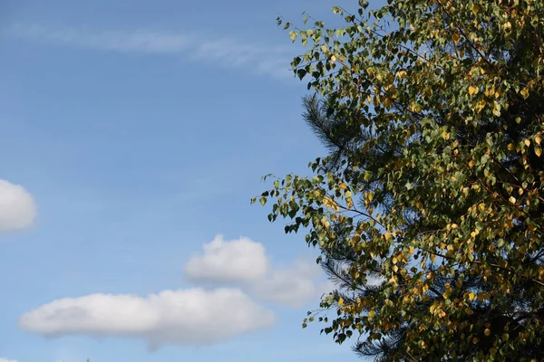 Листья Ветви Березы Сосны Фоне Неба Облаками Красивые Ветви Зелеными — стоковое фото