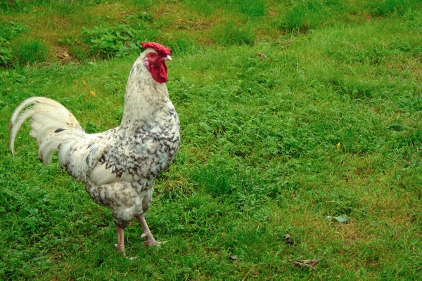 绿草背景上美丽的公鸡 — 图库照片