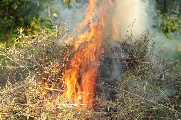Ogień Trawa Płonie Polu — Zdjęcie stockowe