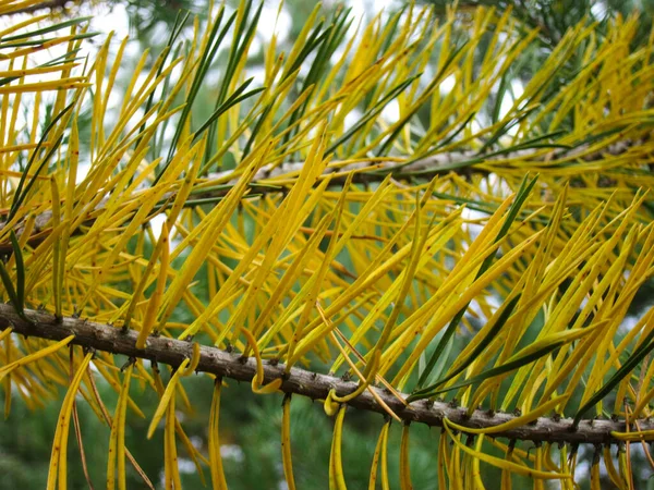 Close Dennentak Met Groene Gele Naalden — Stockfoto