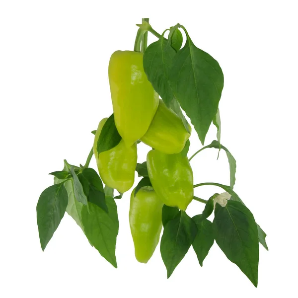 Grön Paprika Med Gröna Blad Vit Bakgrund Isolerad — Stockfoto