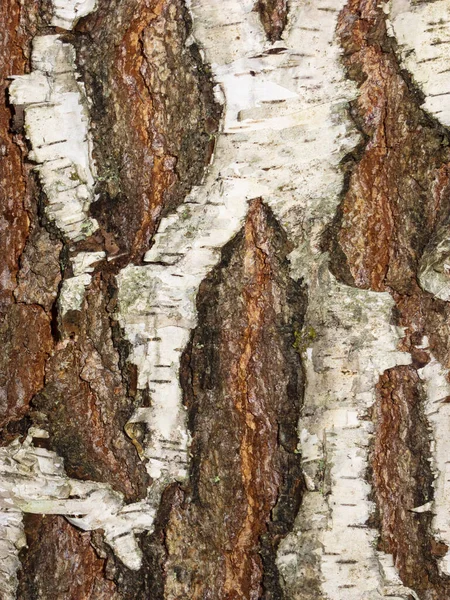 Textur Björk Bark Närbild — Stockfoto