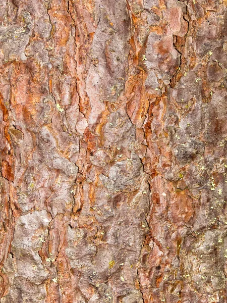 Tall Träd Bark Struktur Närbild — Stockfoto