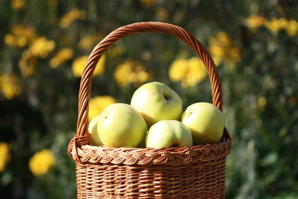 Korb Mit Äpfeln Auf Grünem Gras — Stockfoto