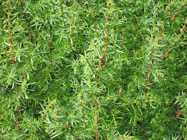 Thuja Närbild Grön Struktur För Design — Stockfoto