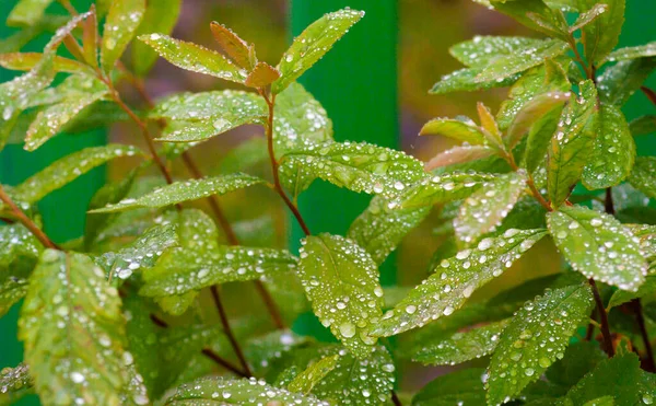 Arbustos Verdes Con Gotas Agua Las Hojas Enfoque Borroso — Foto de Stock