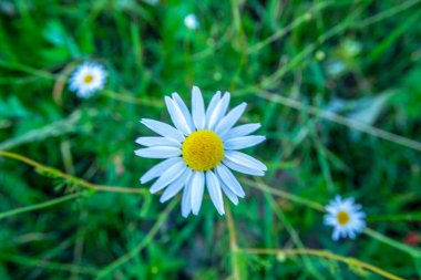 Yeşil çimenlerin üzerinde papatya çayı.