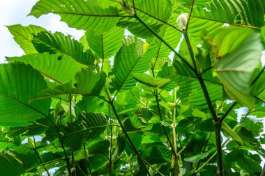 Mitragyna speciosa korth (kratom) Tayland 'ın güneyinde yetişir. Tayland 'da bitkiden kategori 5' e bir uyuşturucu.