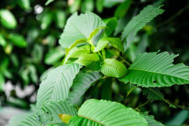 Mitragyna speciosa korth (kratom) Tayland 'ın güneyinde yetişir. Tayland 'da bitkiden kategori 5' e bir uyuşturucu.