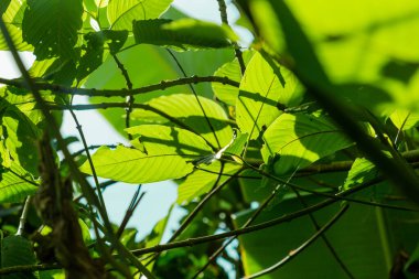Mitragyna speciosa korth (kratom) Tayland 'ın güneyinde yetişir. Tayland 'da bitkiden kategori 5' e bir uyuşturucu.