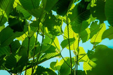 Mitragyna speciosa korth (kratom) Tayland 'ın güneyinde yetişir. Tayland 'da bitkiden kategori 5' e bir uyuşturucu.