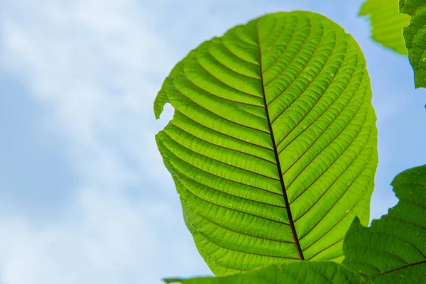 Mitragyna Speciosa Korth Kratom Αναπτύσσεται Στα Νότια Της Ταϊλάνδης Ταϊλάνδη — Φωτογραφία Αρχείου