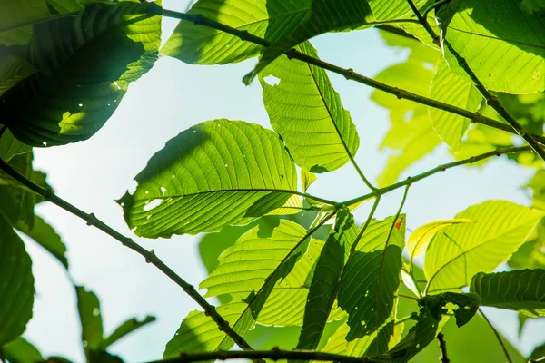 Mitragyna Speciosa Korth Kratom Росте Півдні Таїланду Препарат Від Рослини — стокове фото