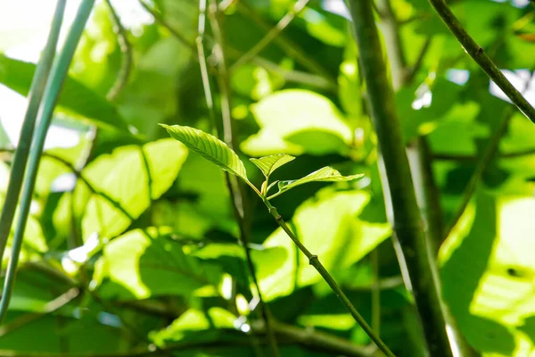 Mitragyna Speciosa Korth Kratom Grows South Thailand Thailand Herb Препарат — стоковое фото
