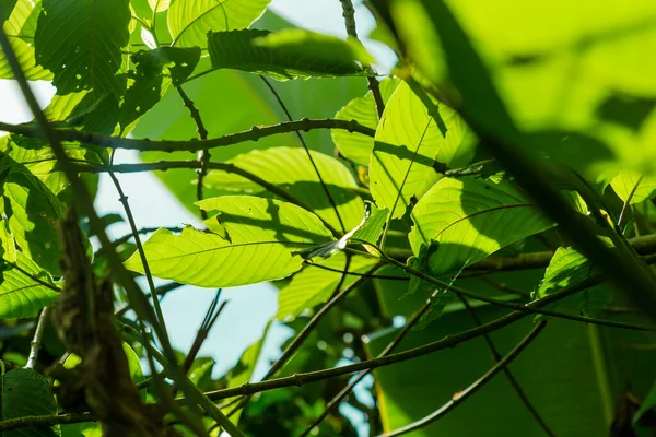 Mitragyna Speciosa Korth Kratom Déli Thaiföldön Thaiföld Gyógynövény Kábítószer Növény — Stock Fotó