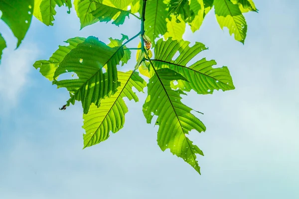 지방에서는 미트라 Kratom 자라고 있으며 타이에서는 허브가 자란다 식물에서 범주로 — 스톡 사진