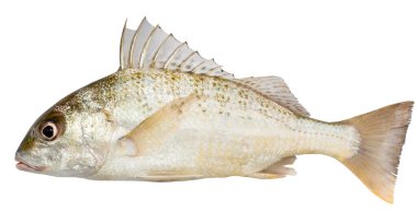 Deniz balığı beyaz arka plan. Deniz ürünleri..