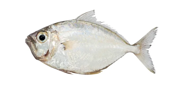 Meeresfische Weiße Kulisse Meeresfrüchte — Stockfoto