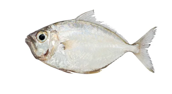 Poisson Mer Fond Blanc Fruits Mer — Photo