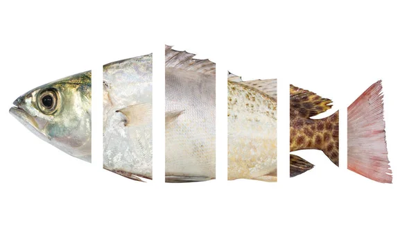 Sea Fish White Backdrop Seafood — Stock Photo, Image