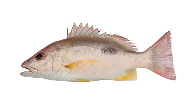 Ryby Morskie Białe Tło Żywność Morska — Zdjęcie stockowe