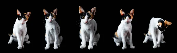 Porträtt Tre Färgade Kattunge Tittar Kameran Isolerad Svart Bakgrund Framifrån — Stockfoto